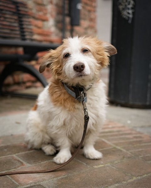 MEDIA # OF DOG