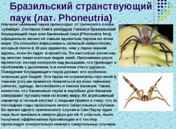 Бразильский странствующий паук