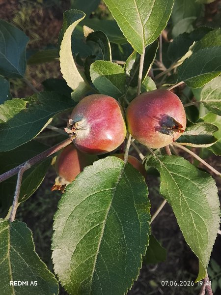 Яблоки "зелёные "