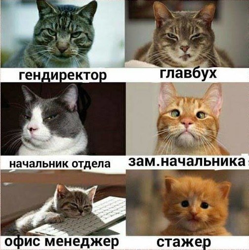 Начальники