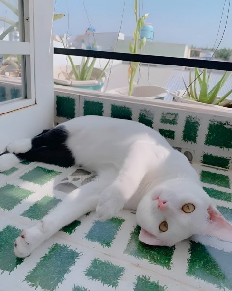 Кот в чёрных штанах