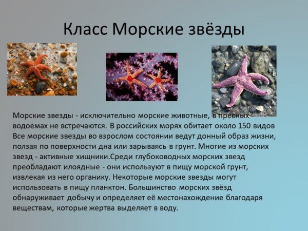 Класс Морские звёзды