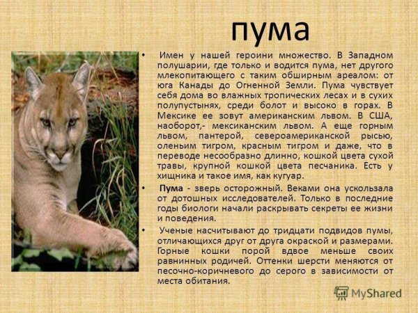 Пума