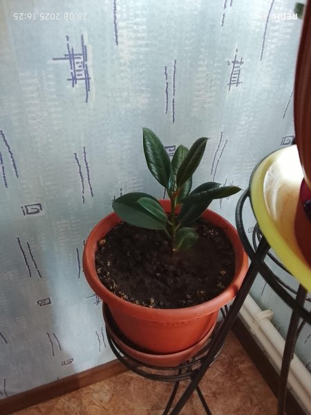 Фикус малЕна