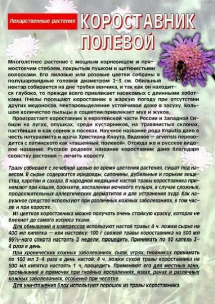 Короставник полевой