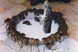 Шок2