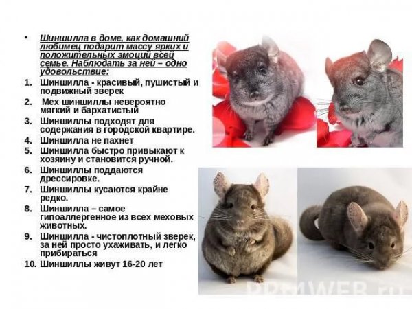 Шиншилла