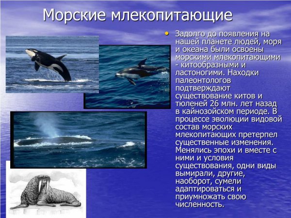 Морские млекопитающие