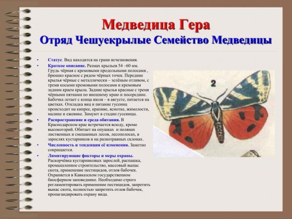 Медведица Гера
