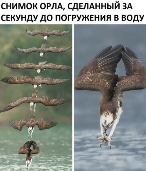 Орёл