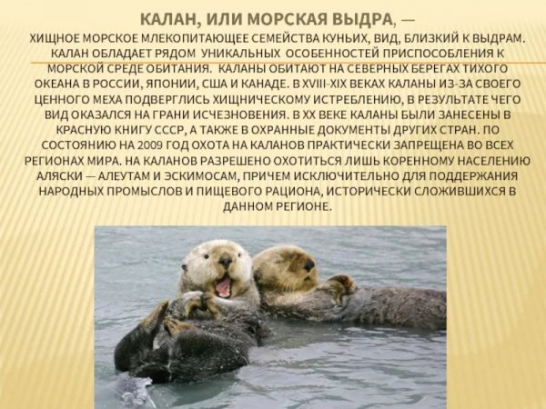 Калан, или морская выдра