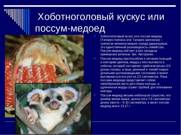 Поссум - медоед