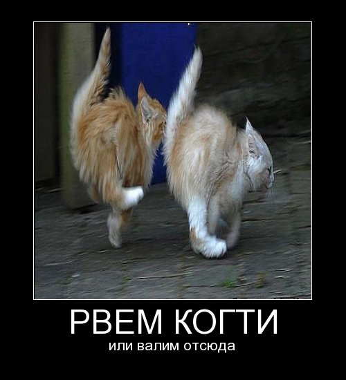 pics