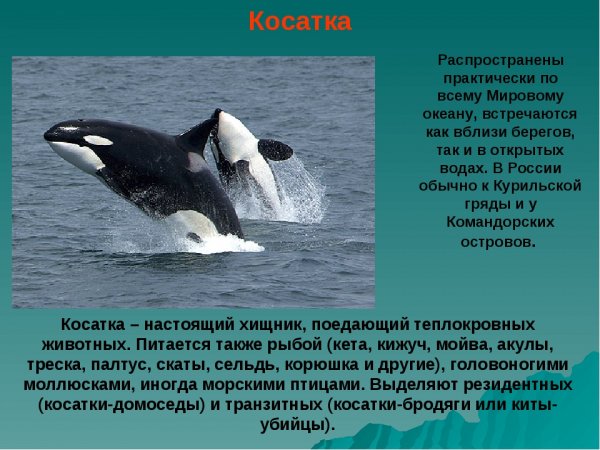 Косатка