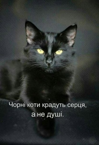 Чорні коти