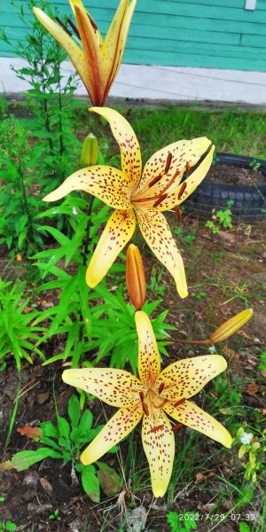 IMG 20220729 073255 1