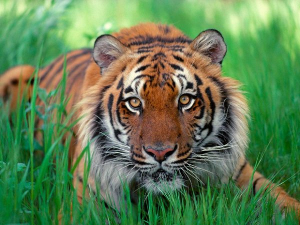 sumatran tiger