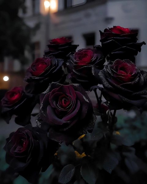 picture_345797513
