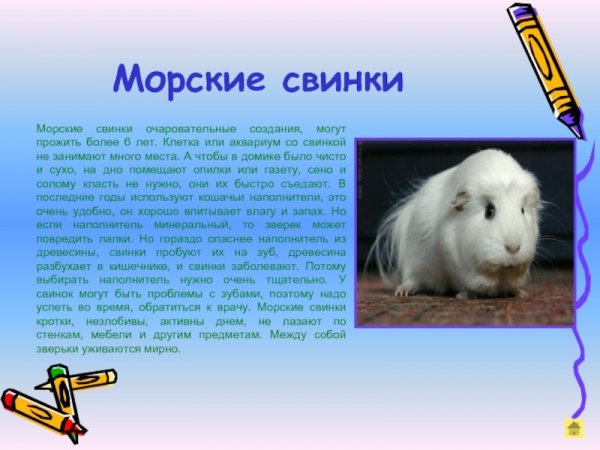 Морские свинки