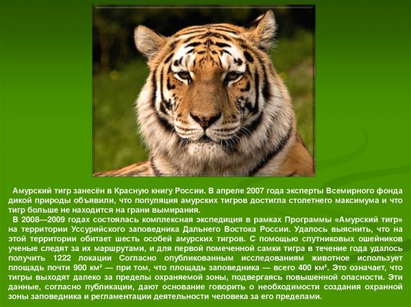 Амурский тигр