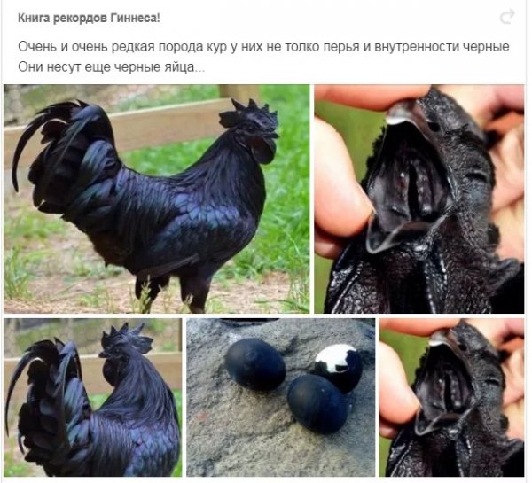 Курицы породы Аям Цемани
