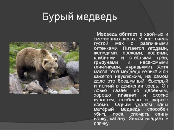 Бурый медведь