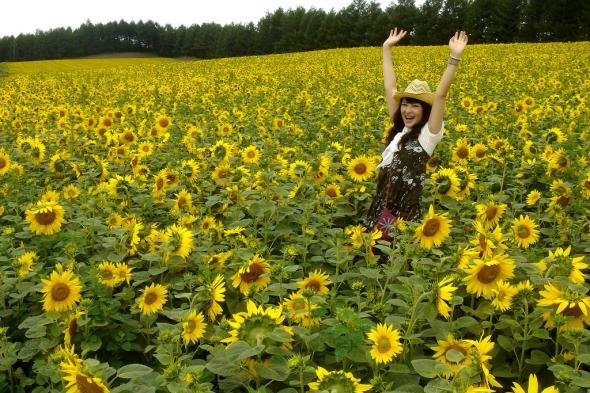 Накафурано.Ферма Томита.Подсолнух.