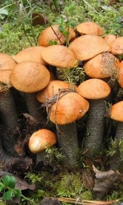 Красноголовики