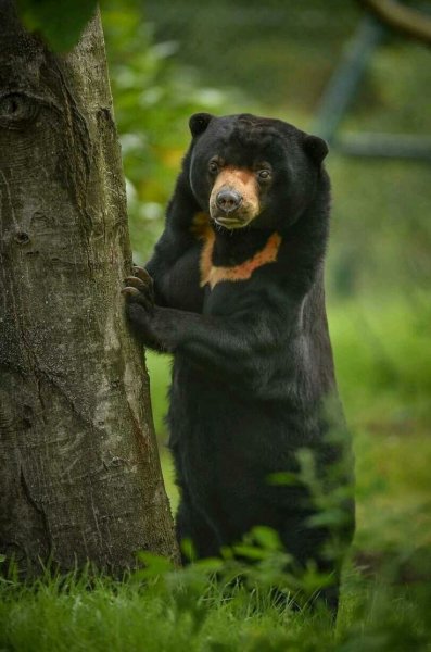 Малайский Медведь