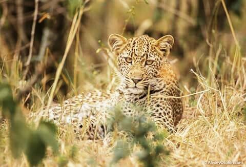 леопард 081650