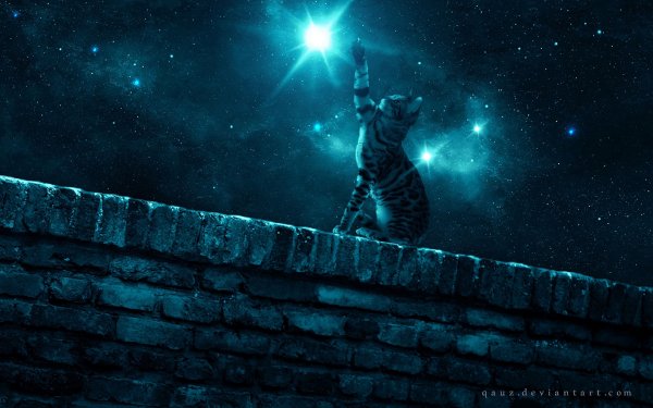 dark-kot-zvezdnoe nebo-noch-zvezdi-lapa