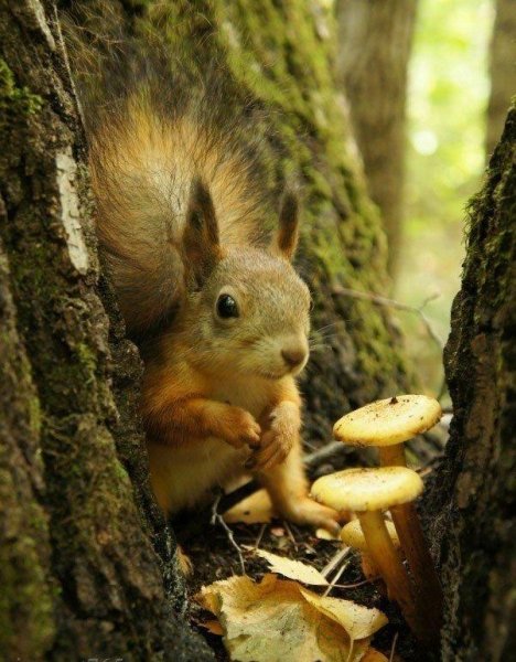 рыжая красотка