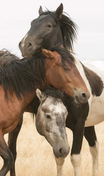 Horses love