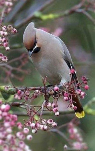 Письмо Мы нашли новые пины для вашей доски beautiful birds