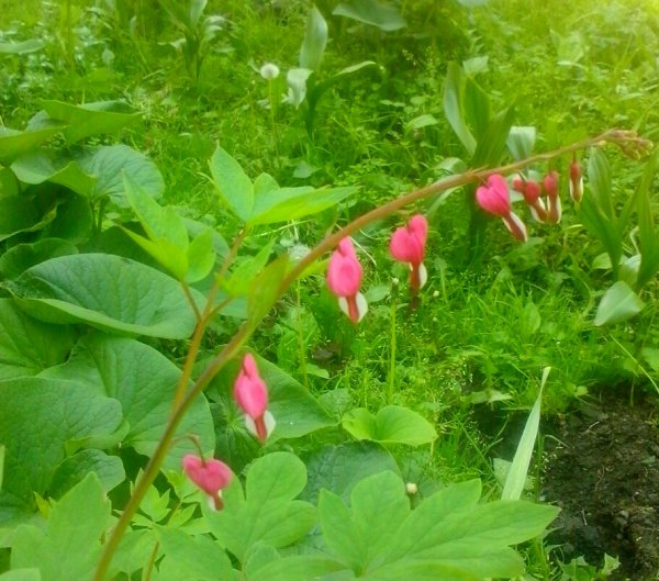 разбитое сердце