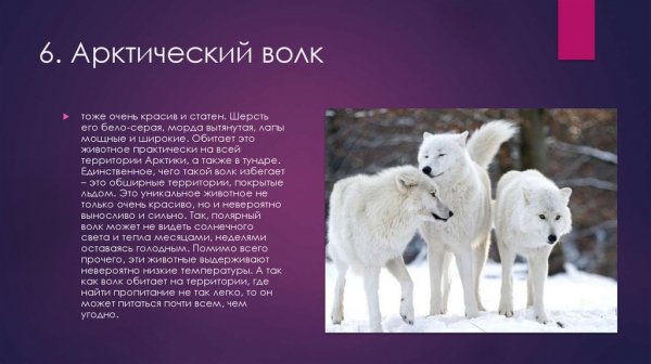 Арктический волк