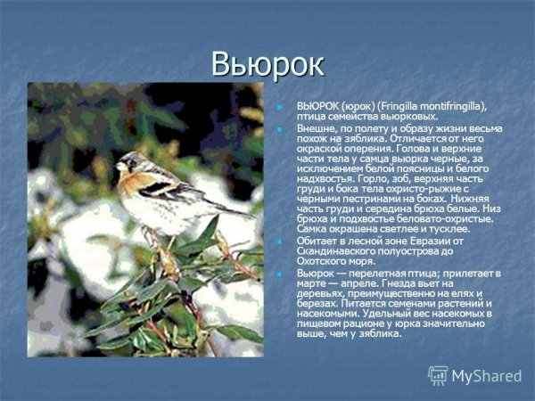 Вьюрок