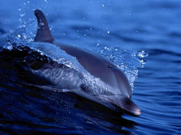 free living dolphins screensaver-31993