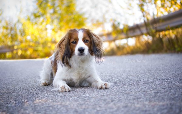 Wallpapers Mix 1961 163