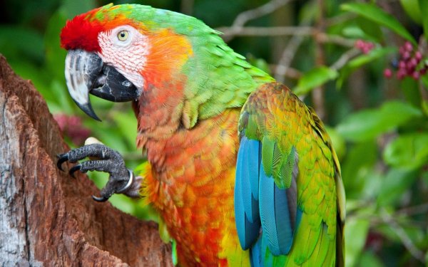 Animals (72)