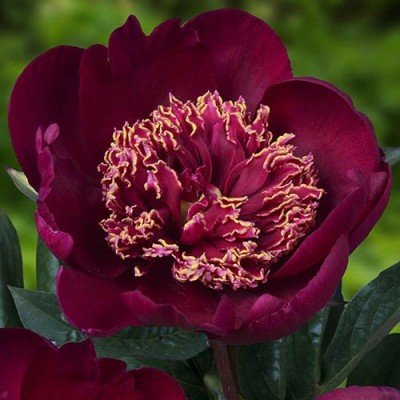 paeonia sword dance 1