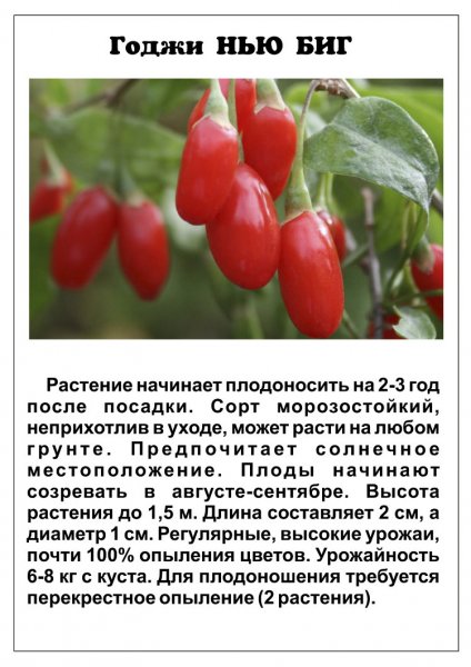 Годжи Нью Биг