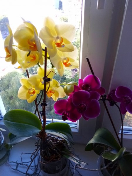 Орхидеи на окошке)