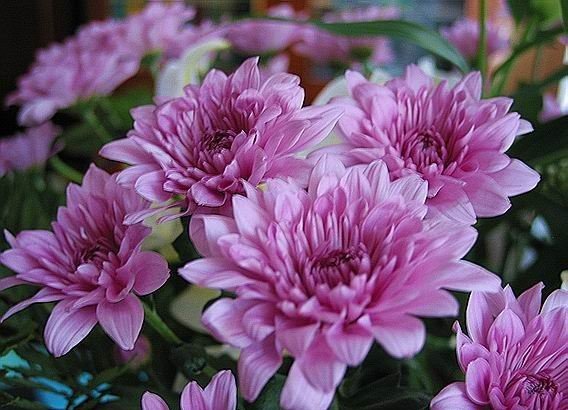 хризантемы