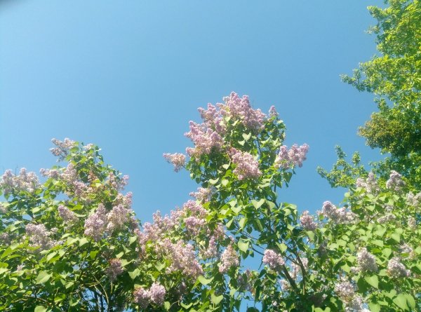 Common syringa 5