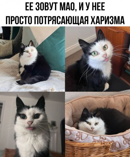 Podborka-prikolnyh-kartinok-i-memov-dlja-horoshego-dnja-6