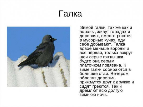 Галка