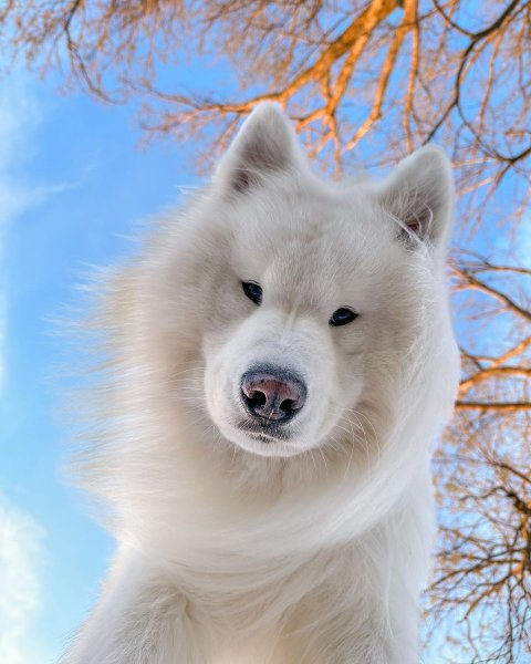 MEDIA # OF DOG