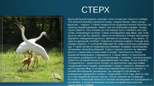 Стерх