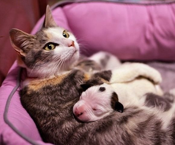 кошка